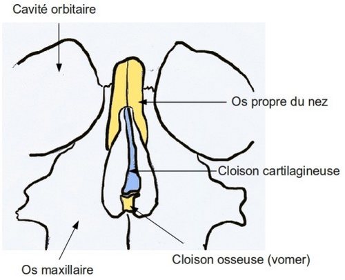 Septoplastie Turquie : corriger déviation nasale